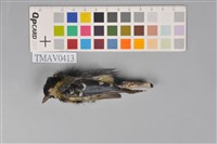 藏品(青背山雀)的圖片